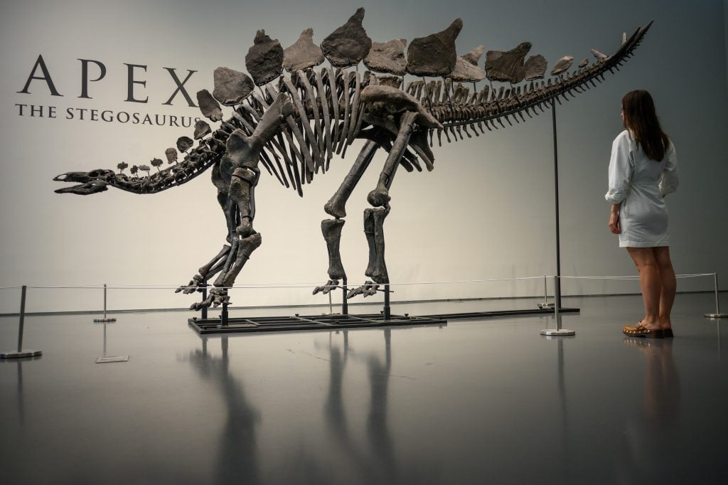 A complete Stegosaurus skeleton is mounted in a gallery with the name of the fossil, "Apex," printed on the white wall behind it. A woman in a white dress and long dark hair stands with her back to the camera by the dinosaur's tail. 